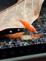 Oranje neocaridina garnalen, Dieren en Toebehoren, Vissen | Aquariumvissen, Kreeft, Krab of Garnaal