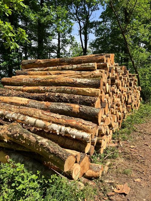 2 vrachten machinehout, berk. Leverbaar eind augustus, Tuin en Terras, Haardhout, Stammen, Overige houtsoorten, Ophalen of Verzenden