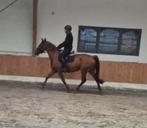 Lieve 5 jarige vosse merrie, Dieren en Toebehoren, Paarden, Merrie, Zadelmak, 3 tot 6 jaar, 160 tot 165 cm