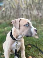 Amerikaanse Bully XL pup, 8 tot 15 weken, Teef, Eén hond, Rabiës (hondsdolheid)