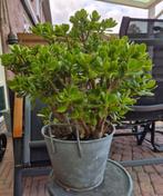Jade plant / Crassula ovata / Geldboom, Ophalen, Zo goed als nieuw, Overige typen