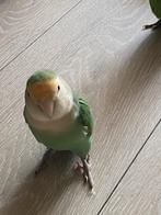 Koppel, Meerdere dieren, Papegaai