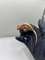 1.0 Full pinstripe harlequin wimpergekko baby 1, Dieren en Toebehoren, Reptielen en Amfibieën, Hagedis, Tam, 0 tot 2 jaar