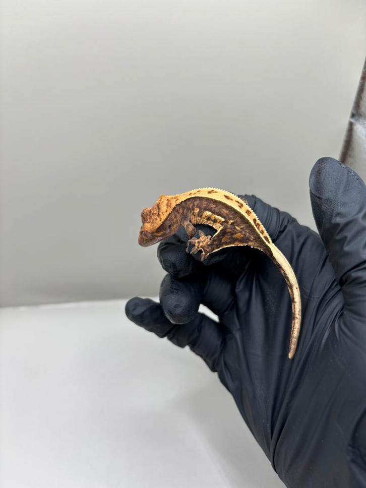 1.0 Full pinstripe harlequin wimpergekko baby 1, Dieren en Toebehoren, Reptielen en Amfibieën, Hagedis, 0 tot 2 jaar, Tam