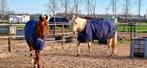Bucas smartex deken maat 5.3 (evt. Met hals), Dieren en Toebehoren, Ophalen of Verzenden