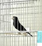 Te Koop diverse TwaTwa's, Meerdere dieren, Wildzangvogel, Geringd