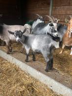 Dwergeit geitje CAE/CL vrij, Dieren en Toebehoren, Schapen, Geiten en Varkens, Vrouwelijk, Geit