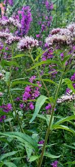Inheemse planten, Ophalen, Zomer, Overige soorten, Volle zon