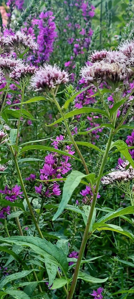 Inheemse planten, Tuin en Terras, Planten | Tuinplanten, Overige soorten, Volle zon, Zomer, Ophalen