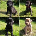 Prachtige unieke pups Ridgeback/Labrador/Weimeraner, Dieren en Toebehoren, Honden | Niet-rashonden, 8 tot 15 weken, Groot, Meerdere
