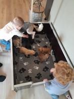 LABRADOODLE X COCKAPOO, Dieren en Toebehoren, Honden | Retrievers, Spaniëls en Waterhonden, Overige rassen, 8 tot 15 weken, Meerdere