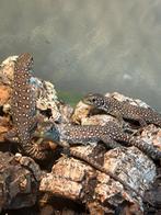 Jonge parelhagedissen ( Timon lepidus) te koop, Dieren en Toebehoren, 0 tot 2 jaar