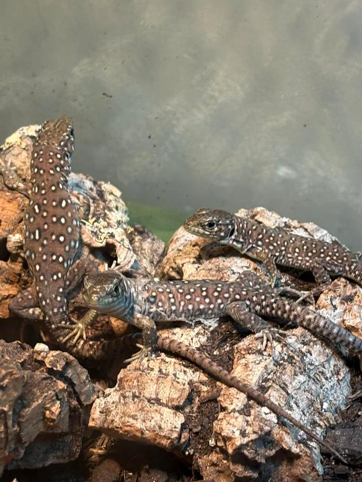 Jonge parelhagedissen ( Timon lepidus) te koop, Dieren en Toebehoren, Reptielen en Amfibieën, 0 tot 2 jaar