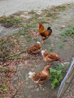 Legkippen, Dieren en Toebehoren, Pluimvee, Meerdere dieren, Kip