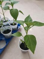 moestuinplantjes peperplantjes peper plantjes jalepeno, Ophalen, Volle zon, Groenteplanten, Eenjarig