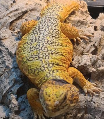 Uromastyx nigriventris babys