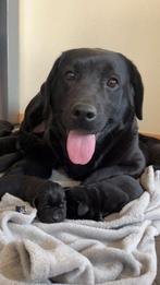 Labrador Retriever pups, 8 tot 15 weken, Labrador retriever, Parvo, Meerdere