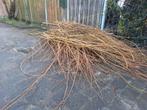 Gratis af te halen: Wilgentenen (2 weken geleden gesnoeid), Tuin en Terras, Planten | Bomen, Overige soorten, 100 tot 250 cm, Zomer
