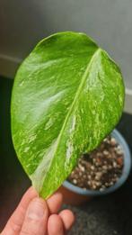 Monstera Variegata stek., Ophalen of Verzenden, Overige soorten, Minder dan 100 cm