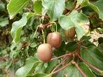 Actinidia arguta "Ken's Red" - Rode kiwibes, bio, Volle zon, Vaste plant, Ophalen of Verzenden, Fruitplanten