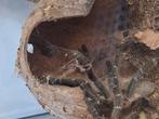 Vogelspin., Dieren en Toebehoren