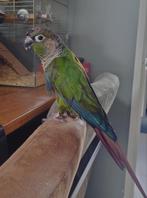 Pyrrhura's, Dieren en Toebehoren, Vogels | Parkieten en Papegaaien, Geslacht onbekend, Parkiet