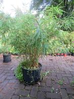 Bamboe Fargesia 'Rufa', Vaste plant, Bloeit niet, Halfschaduw, Ophalen