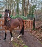 D pony te koop, Merrie, D pony (1.37m tot 1.48m), Recreatiepony, 7 tot 10 jaar