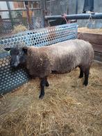 Blauwe texelaar (dek)ram, Dieren en Toebehoren, Mannelijk, Schaap