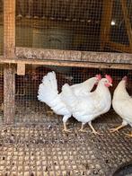 Mooie jonge witte legkippen leghennen te koop tegen de leg, Vrouwelijk, Kip