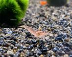 Japonica Orange, Kreeft, Krab of Garnaal, Zoetwatervis