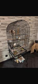 Vogelkooi met parkieten, Dieren en Toebehoren, Vogels | Hokken en Kooien, Ophalen, Metaal, Vogelkooi