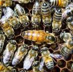 Buckfast koninginen F1, Dieren en Toebehoren, Insecten en Spinnen, Bijen