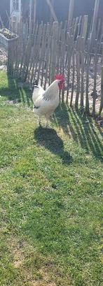 Sussex haan, Dieren en Toebehoren, Pluimvee, Mannelijk, Kip