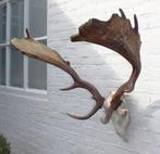 Groot DAMHERT GEWEI compleet met kiezen - valwild (ref. J), Ophalen, Gebruikt, Hert, Gewei of Kop