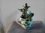 Jadeplant (Vetplant) in Mok, Ophalen, Vetplant, Halfschaduw, In pot
