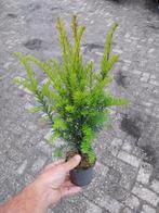 Taxus baccata 30-40 cm hoog, Tuin en Terras, Ophalen, Taxus