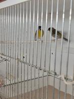 Amerikaanse sijssen, Dieren en Toebehoren, Vogels | Overige Vogels, Mannelijk