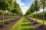 Assortiment bomen, erfbeplanting & plantgoed, In pot, Halfschaduw, 250 tot 400 cm, Overige soorten
