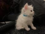1 kitten Poesje  nog beschikbaar, Dieren en Toebehoren, Meerdere dieren, Langharig