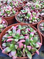 Succulent Anacampseros Rufescens Varigata uit Zuid Afrika., Vetplant, Ophalen of Verzenden, In pot, Minder dan 100 cm