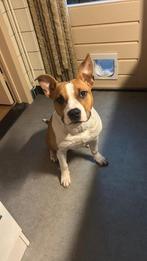 Amerikaanse Stafford Teef, 15 weken tot 1 jaar, Overige rassen, Teef, Eén hond