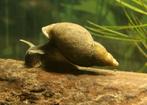 GEZOCHT, Poelslakken gezocht, Dieren en Toebehoren, Karper of Koi