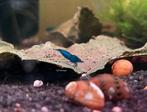 Blue dream garnalen | Neocaridina shrimps blauw, Kreeft, Krab of Garnaal, Zoetwatervis