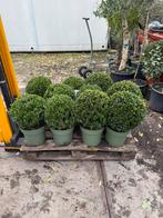 Ilex bollen 35/40 jenny is geen buxus mooi blad top geknipt, Tuin en Terras, Planten | Tuinplanten, Vaste plant, Bloeit niet, Halfschaduw