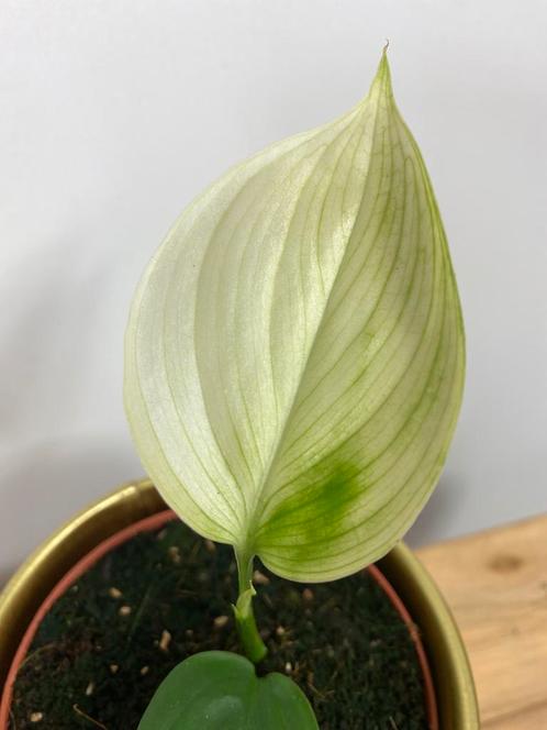 Scindapsus White Monster #1, Huis en Inrichting, Kamerplanten, Overige soorten, Minder dan 100 cm, Ophalen of Verzenden