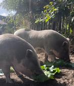 2 x Göttinger minivarkens, Dieren en Toebehoren, Mannelijk, Varken, 3 tot 5 jaar