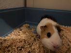 Cavia beertje., Dieren en Toebehoren, Knaagdieren, Cavia, Mannelijk, Januari, Tam