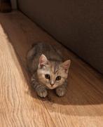 Britse korthaar x Maine Coon kitten (poesje), Dieren en Toebehoren, Katten en Kittens | Raskatten | Korthaar, Poes, Ontwormd, 0 tot 2 jaar