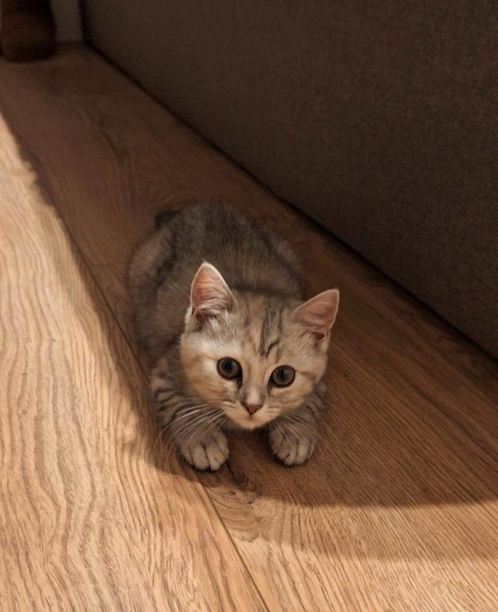 Britse korthaar x Maine Coon kitten (poesje), Dieren en Toebehoren, Katten en Kittens | Raskatten | Korthaar, Poes, 0 tot 2 jaar